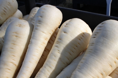 Picture of Parsnip Palace F1